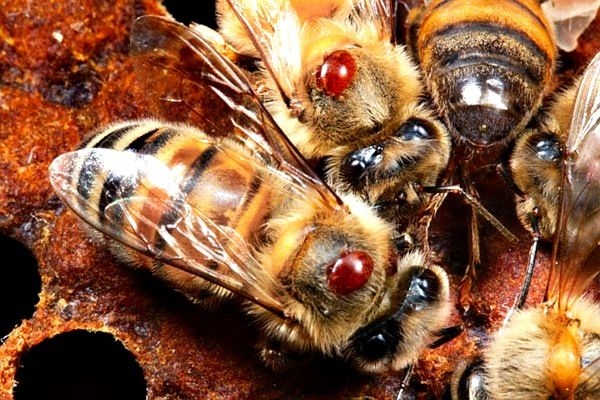 Η Βαρρόα: Ο Μεγαλύτερος Εχθρός της Μέλισσας